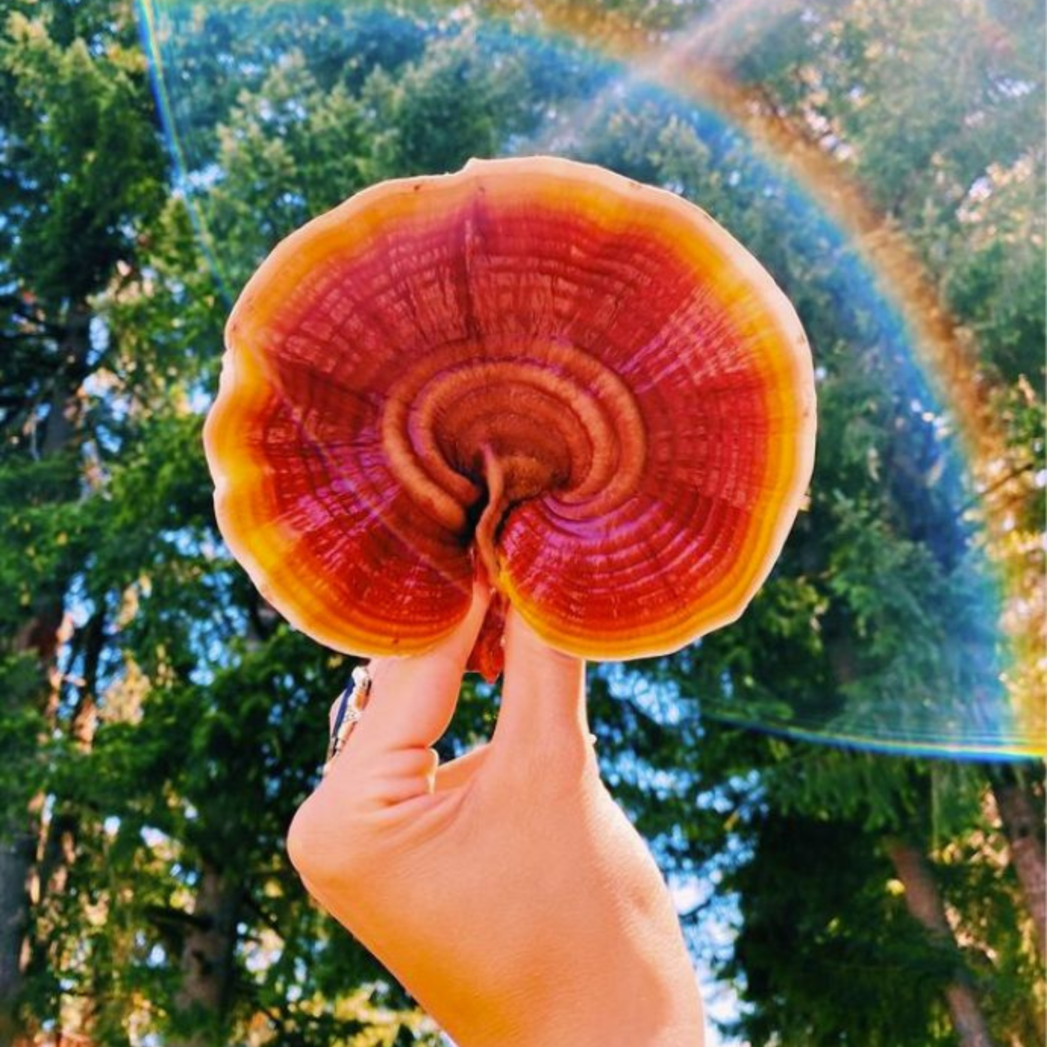 Reishi: El Hongo de la Inmortalidad y sus Beneficios